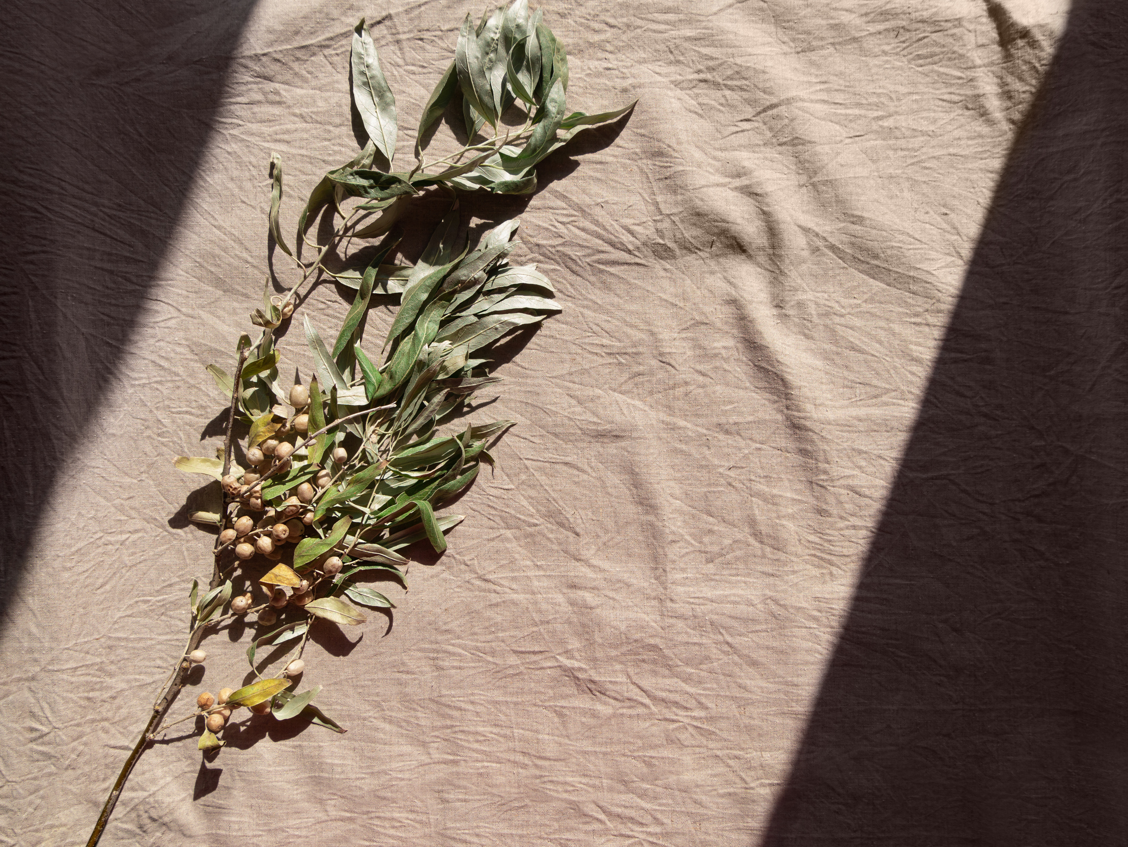 Empty Table Place with Tree Branch on Linen Tablecloth. Elaeagnus Angustifolia Russian Olive Silver Berry Plant.